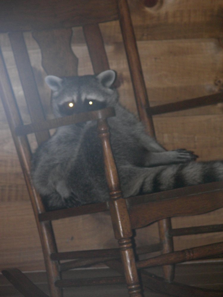 Racoon