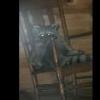 Racoon