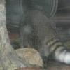 Racoon