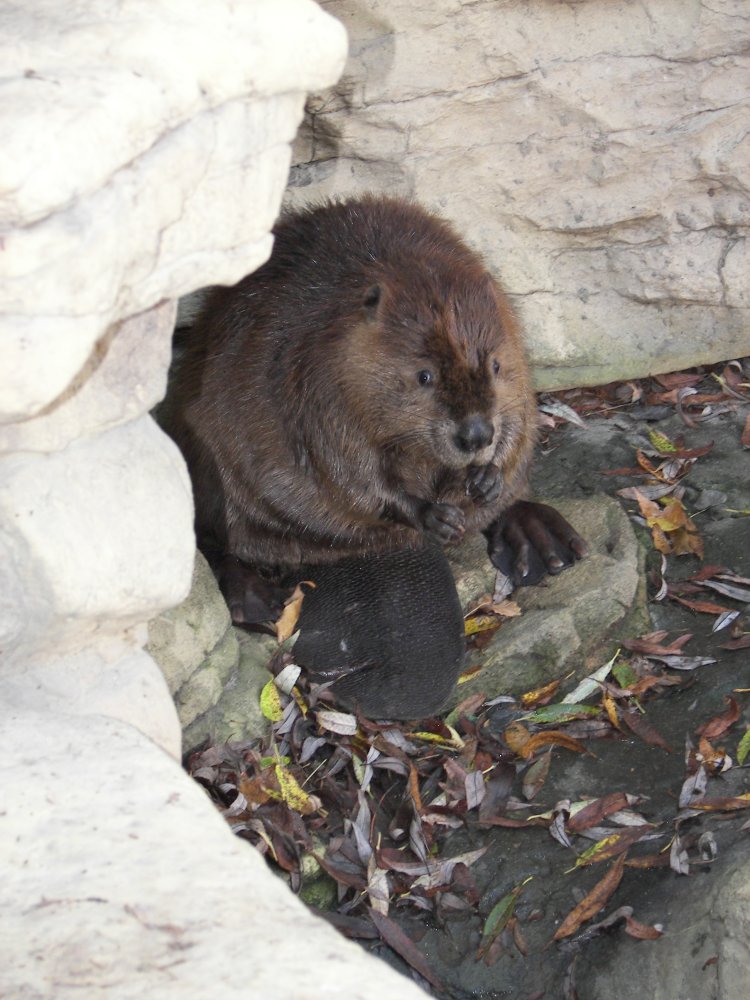 Beaver