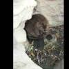 Beaver