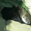 River Otter