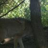 Coyote