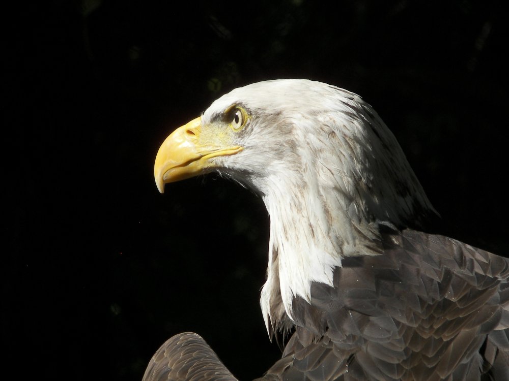 Bald Eagle