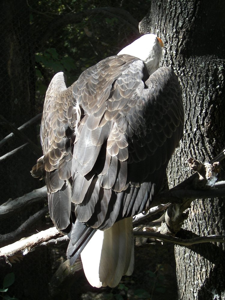 Bald Eagle