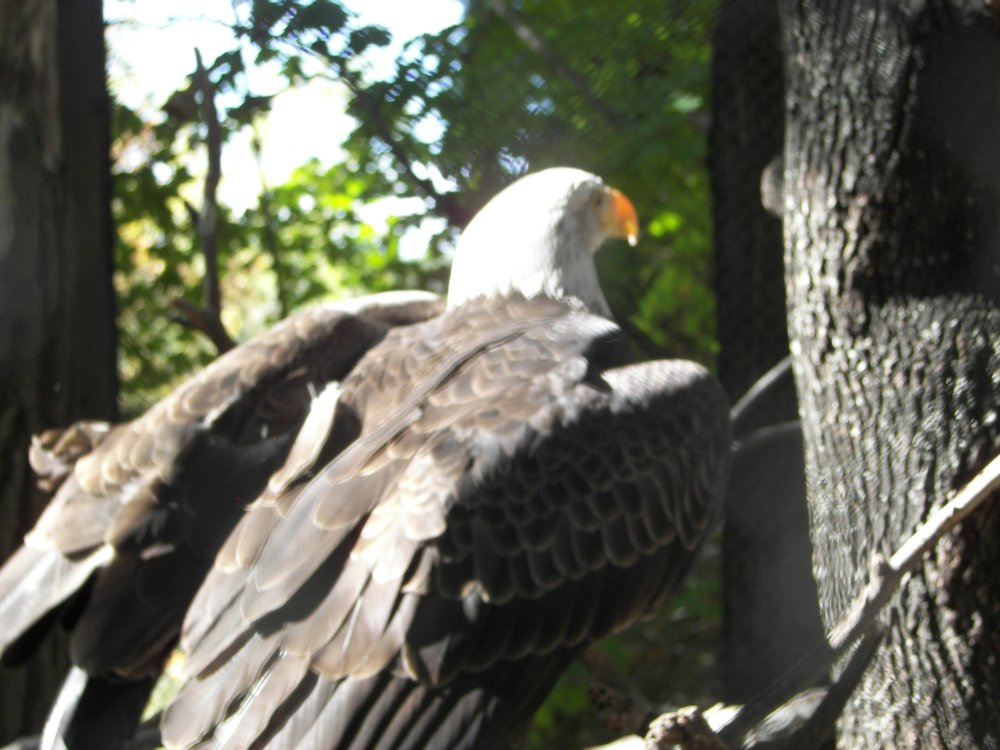 Bald Eagle