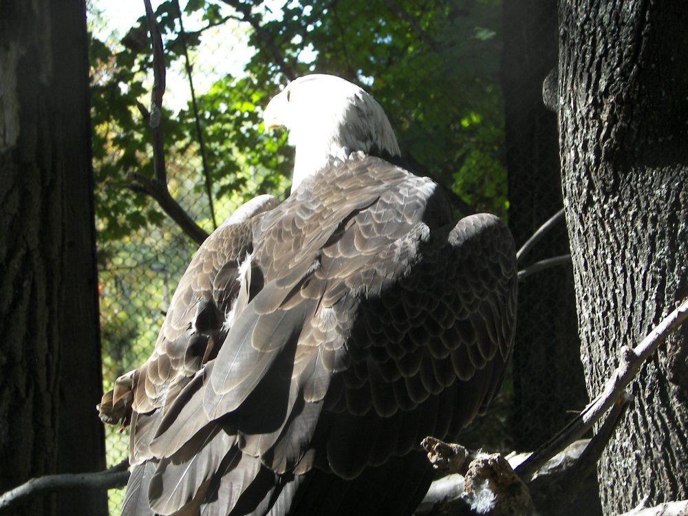 Bald Eagle