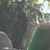 Lynx