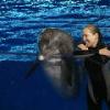 Dolphin and Trainer