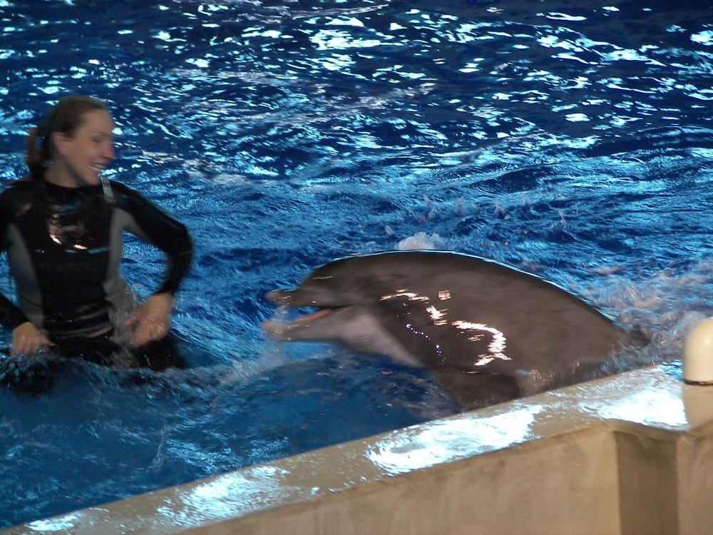 Dolphin and Trainer