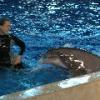 Dolphin and Trainer