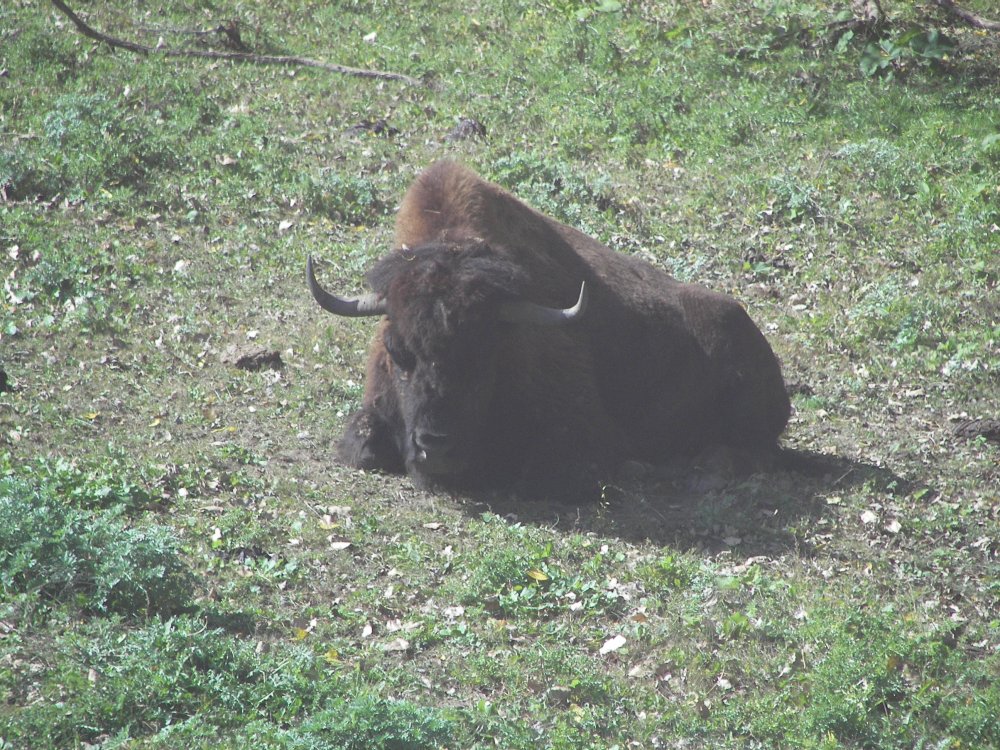 Bison