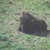 Bison
