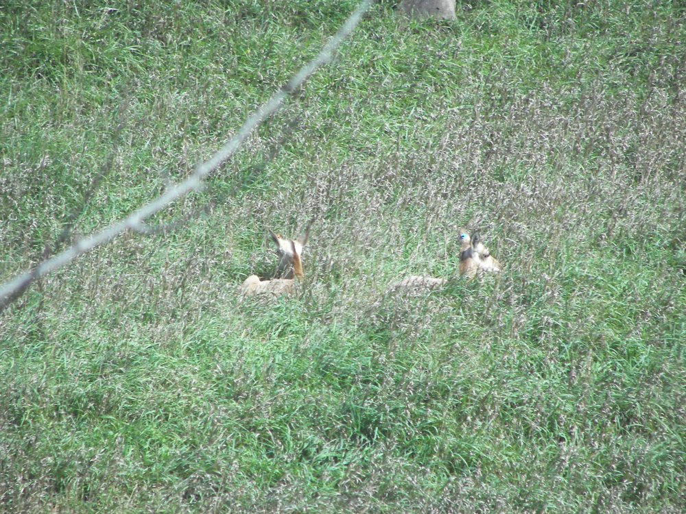 Pronghorn