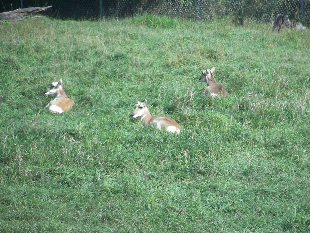 Pronghorn