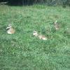 Pronghorn