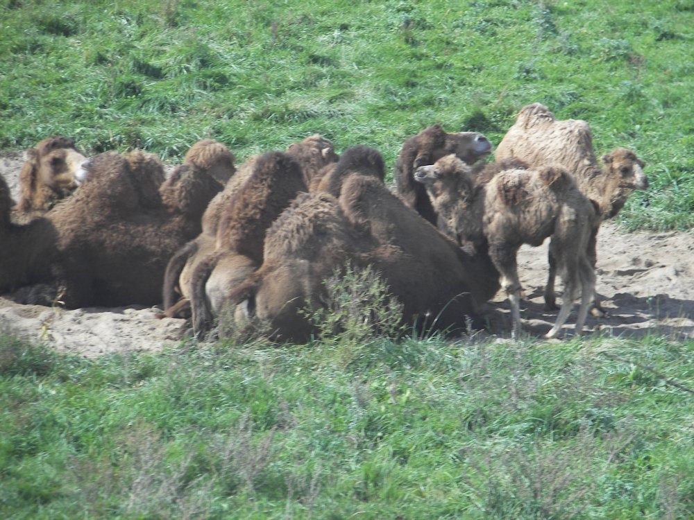 Bactrian Camel