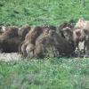 Bactrian Camel