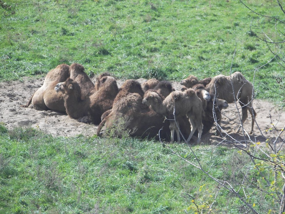 Bactrian Camel