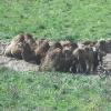 Bactrian Camel