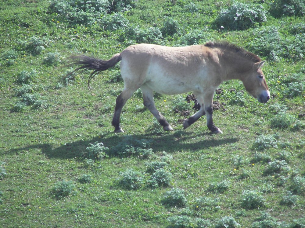 Asian Wild Horse