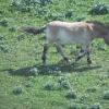 Asian Wild Horse