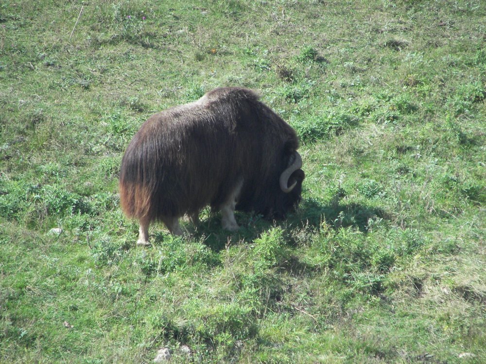 Musk Ox