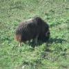 Musk Ox