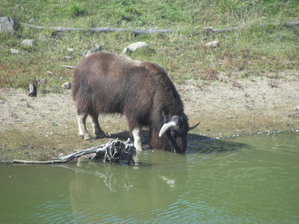 Musk Ox