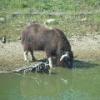 Musk Ox