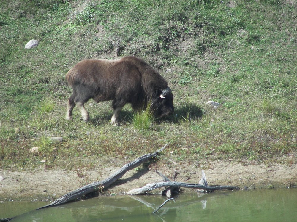 Musk Ox