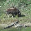 Musk Ox