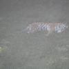 Amur Tiger
