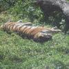 Amur Tiger