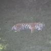 Amur Tiger