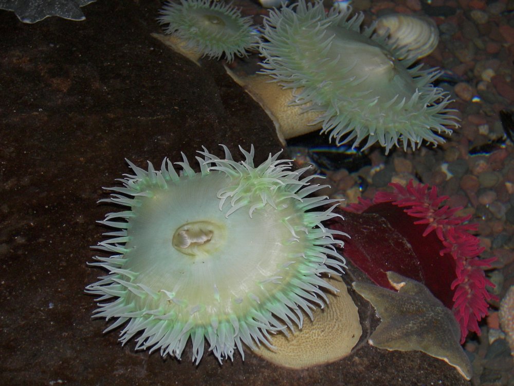 Tidal Pool