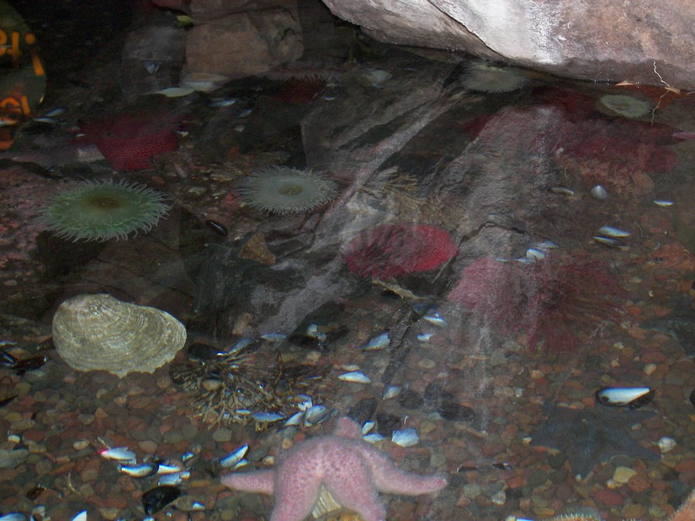 Tidal Pool