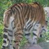Amur Tiger