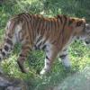 Amur Tiger