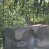 Amur Tiger