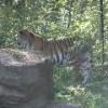 Amur Tiger