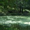 Moose