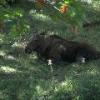 Moose