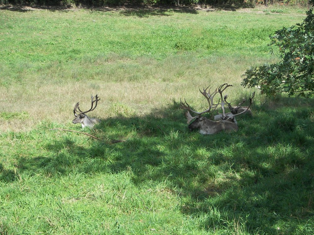 Caribou