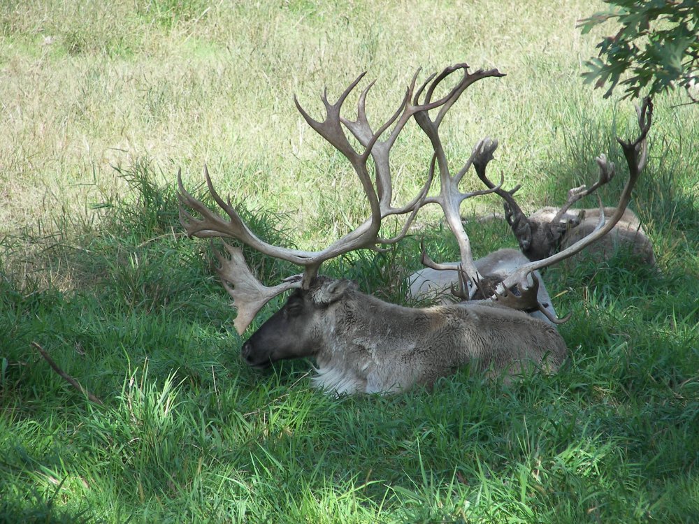 Caribou