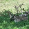 Caribou