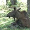 Moose