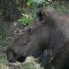 Moose