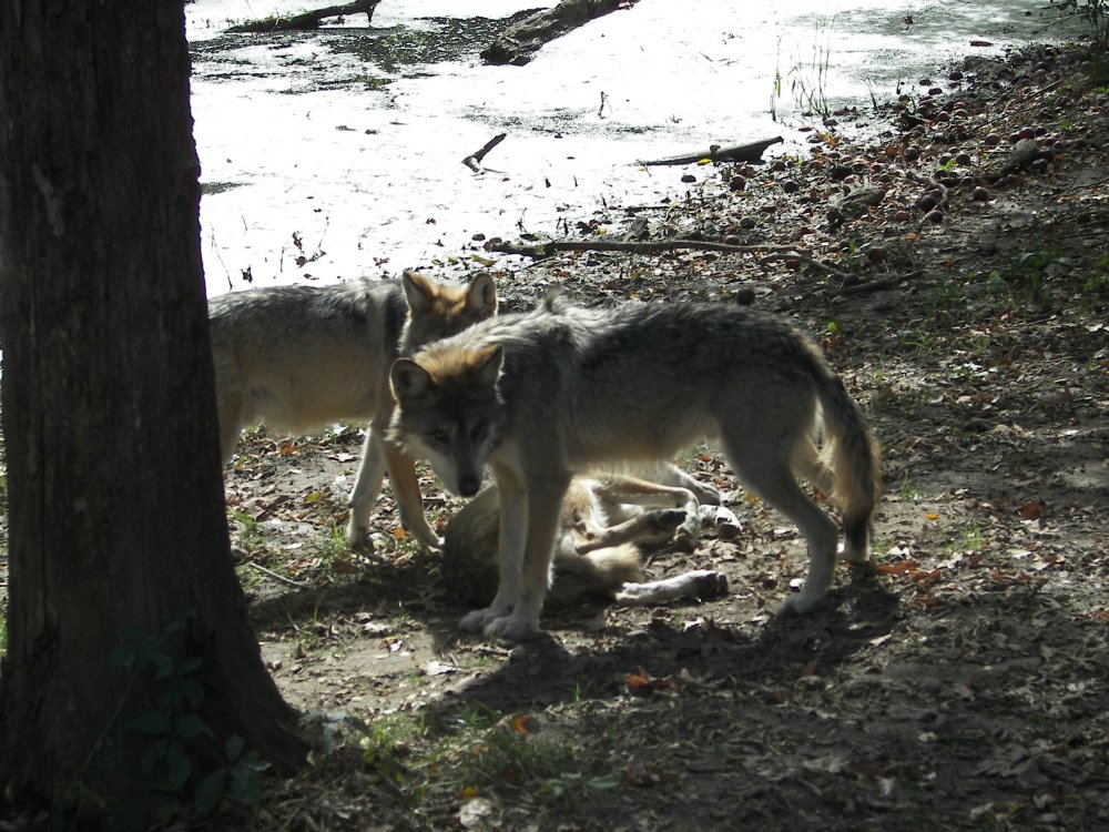 Mexican Wolf