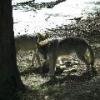 Mexican Wolf